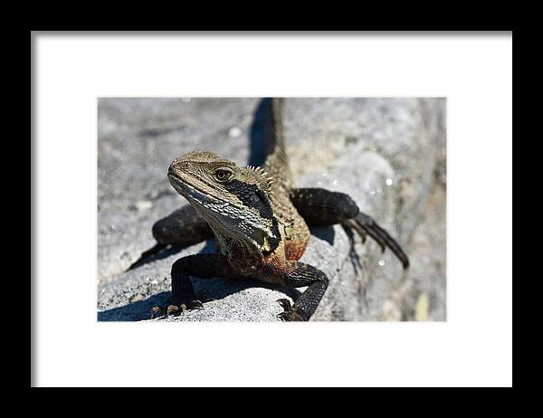 Water Dragon Framed Print featuring the photograph Front View Of A Water Dragon by Miroslava Jurcik