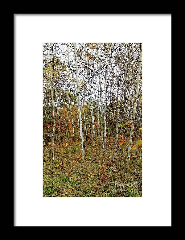 Birch Framed Print featuring the photograph Frontenac State Park Birch Trees by Jimmy Ostgard