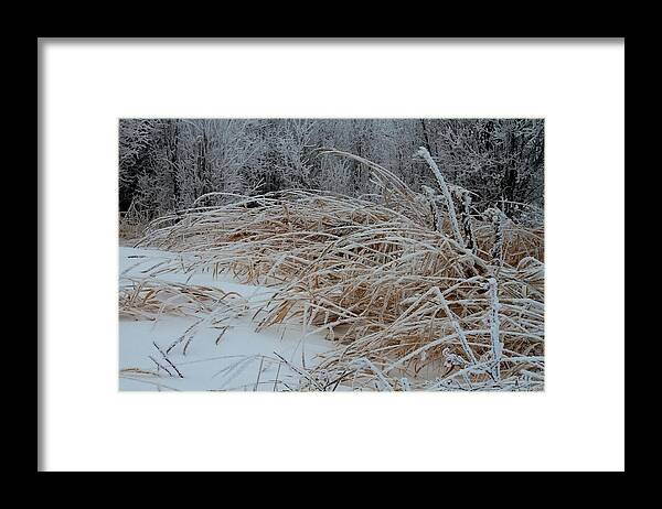 Frost Laden Grasses Framed Print featuring the photograph Frost Laden Grasses by Sandra Foster