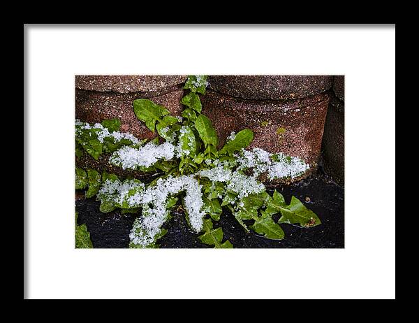 Dandelion Framed Print featuring the photograph Frosted Dandelion Leaves by Deborah Smolinske