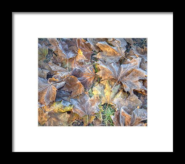 December Framed Print featuring the photograph Frosted Leaves 8x10 by Leah Palmer