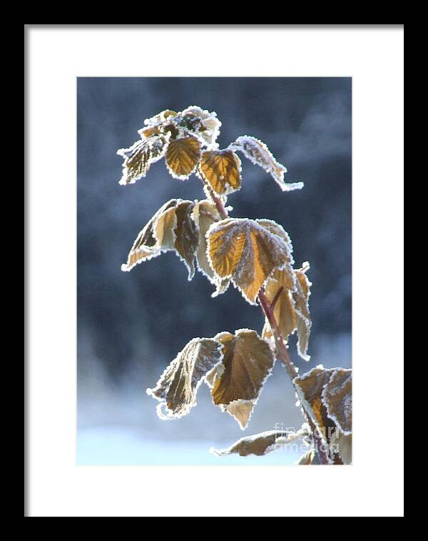 Photo Framed Print featuring the photograph Frosted by Marianne NANA Betts