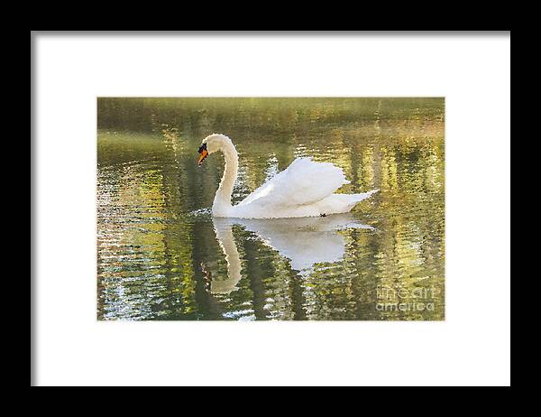 Swan Framed Print featuring the photograph Frosted Swan by Geraldine DeBoer