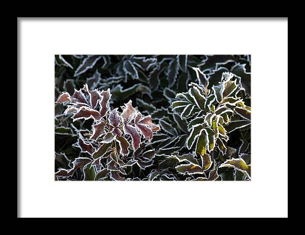 Holley Framed Print featuring the photograph Frosted Tips by DArcy Evans