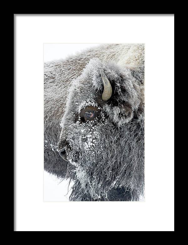 Bison Framed Print featuring the photograph Frosty Bison by D Robert Franz