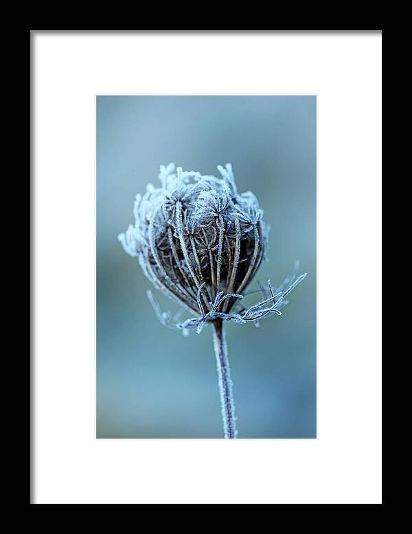Queen Anne's Lace Framed Print featuring the photograph Frosty Blue by Debbie Oppermann