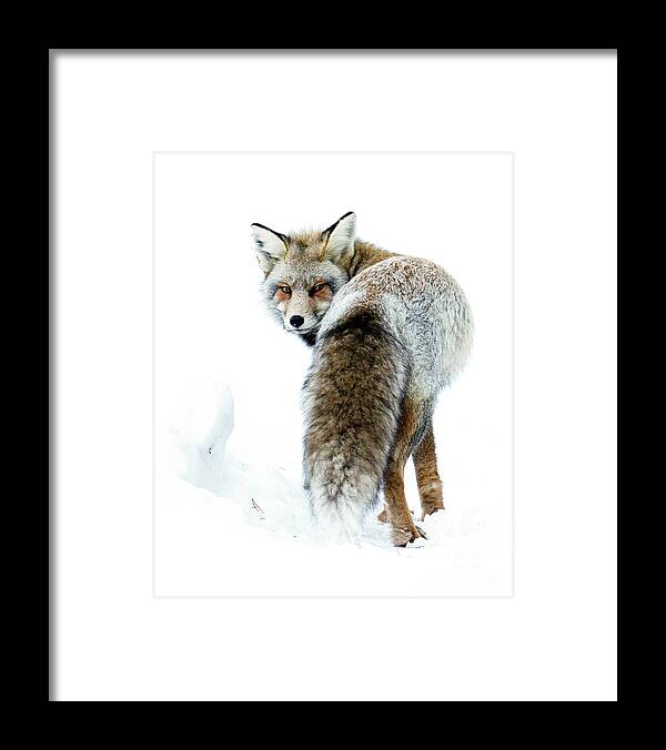Cross Fox Framed Print featuring the photograph Frosty Fox by Deby Dixon