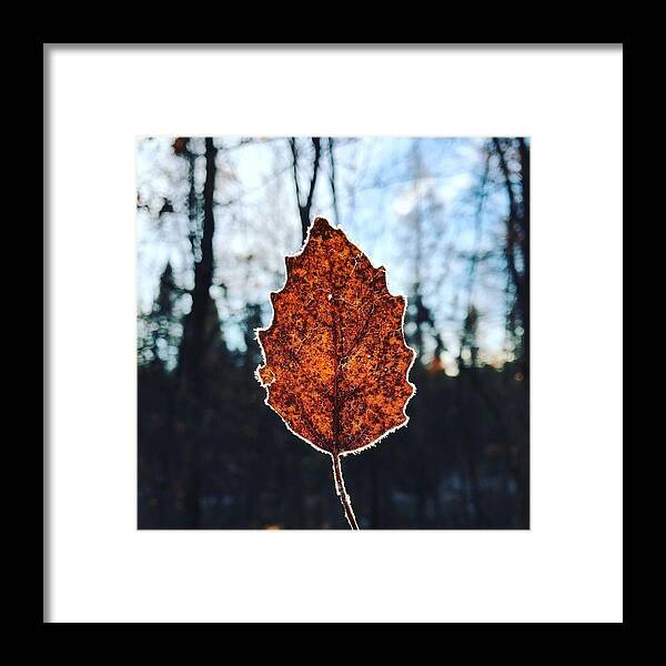 Frozen Framed Print featuring the photograph Frosty Leaf Series #5 by Lori Knisely