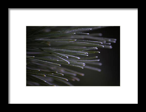 Frost Framed Print featuring the photograph Frosty Pine by Tim Beebe