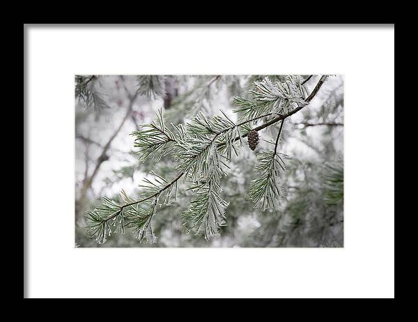 Frost Framed Print featuring the photograph Frosty Pinecone by Mike Eingle