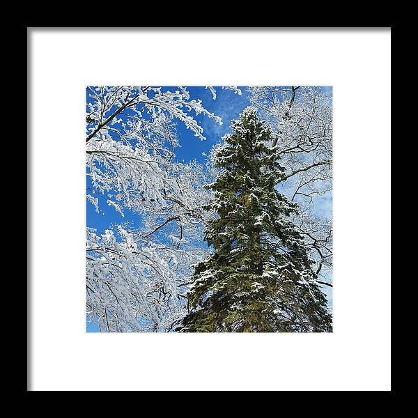 Winter Framed Print featuring the photograph Frozen Evergreen by Vic Ritchey