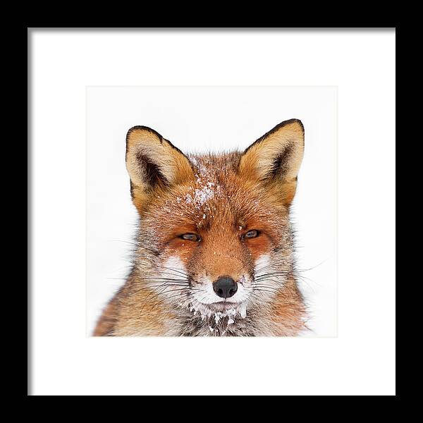 Fox Framed Print featuring the photograph Frozen Fox by Roeselien Raimond