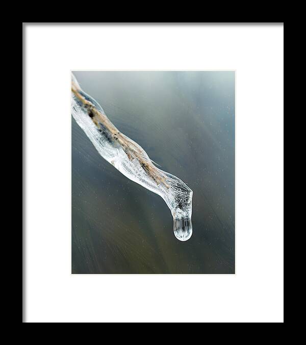 Crystal Framed Print featuring the photograph Frozen Pampas Grass Plume by Robert FERD Frank