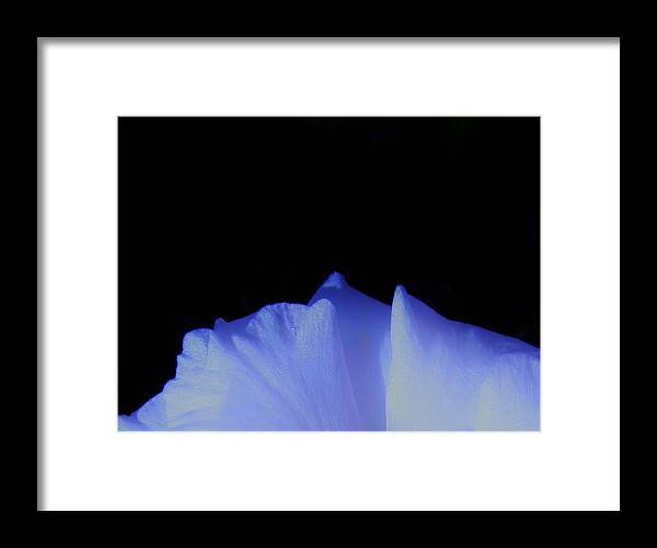 White Flowers Framed Print featuring the photograph Frozen by Sharon Ackley