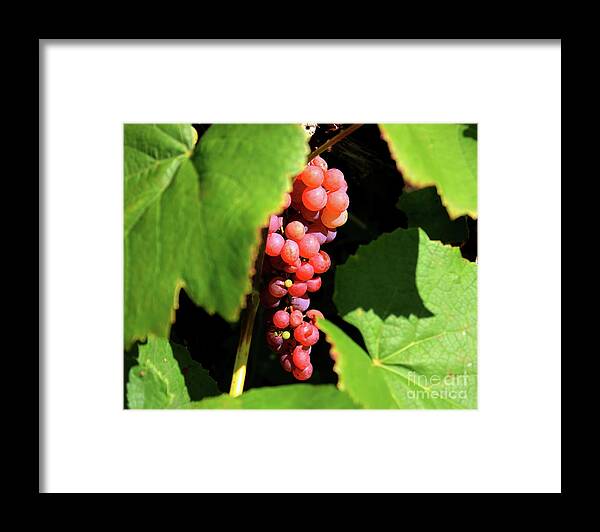 Grapes Framed Print featuring the photograph Fruit of the Vine by Phil Spitze