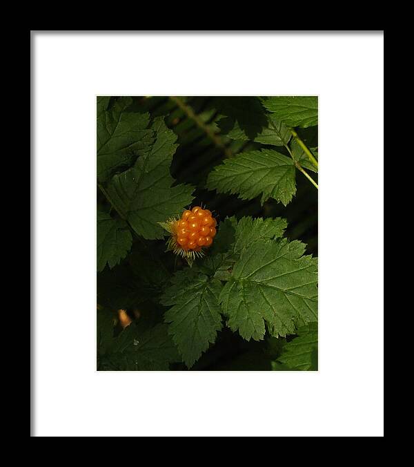 Nature Framed Print featuring the photograph Fruits of the Forest by Charles Lucas