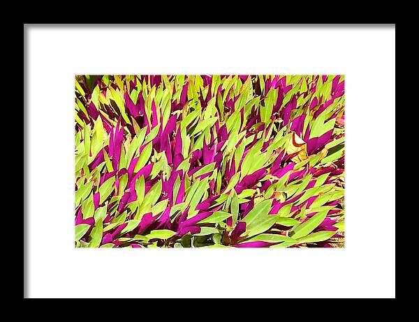 #flowersofaloha #fuchsia #green #groundcover Framed Print featuring the photograph Fuchsia and Green -- Aloha Ground Cover by Joalene Young