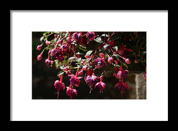 Canvas Print Framed Print featuring the photograph Fuchsia Blossoms by Yvonne Wright