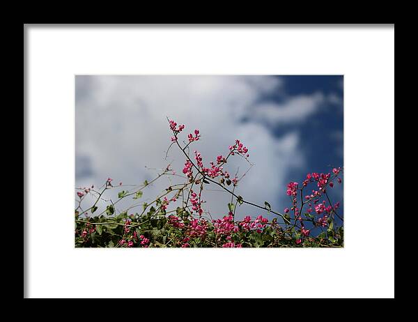 Fuchsia Mexican Coral Vine Clouded Desert Sky Framed Print featuring the photograph Fuchsia Mexican Coral Vine on White Clouds by Colleen Cornelius
