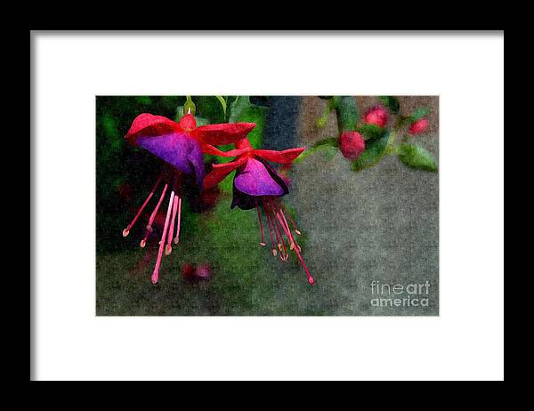 Adrian-deleon Framed Print featuring the photograph Fuchsia's beating as one together -Silk Edit by Adrian De Leon Art and Photography