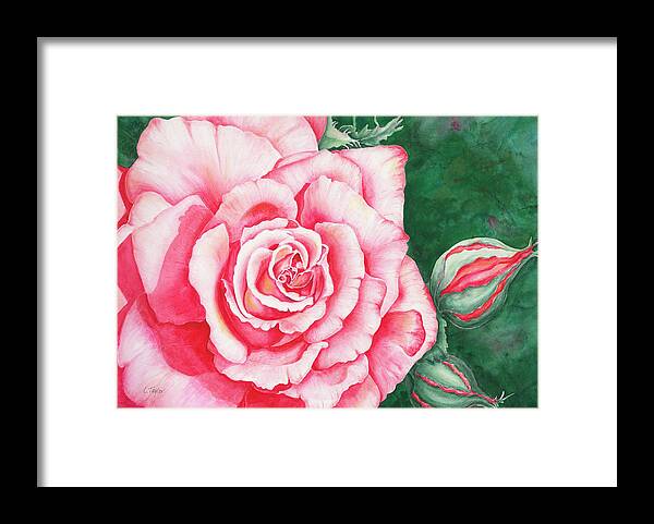 Rose Framed Print featuring the painting Full Bloom by Lori Taylor