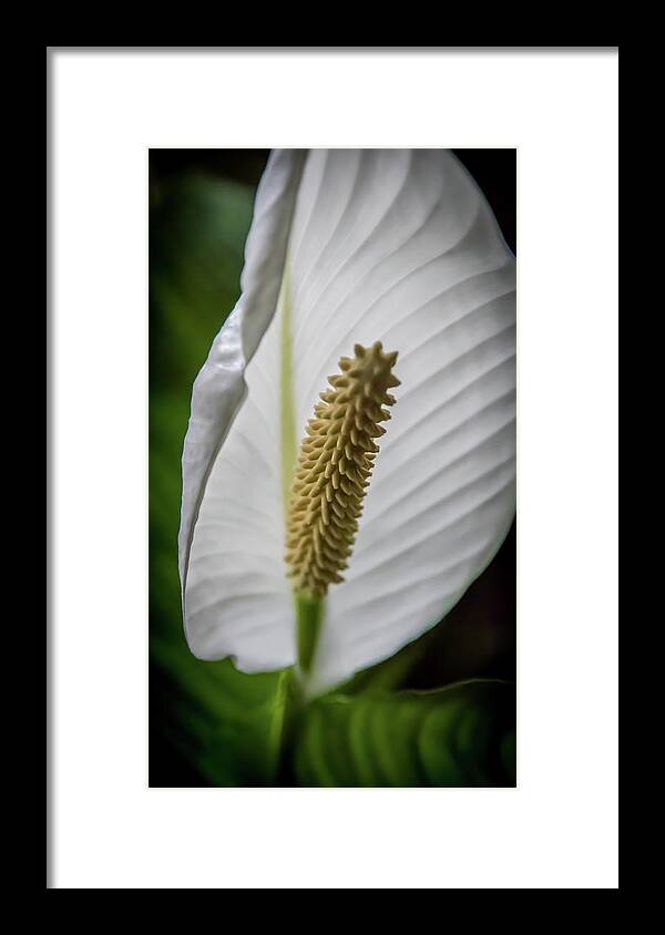 Plant Framed Print featuring the photograph Full Blossom by James Woody