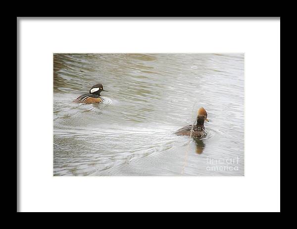 Ducks Framed Print featuring the photograph Full Steam Ahead by Merle Grenz