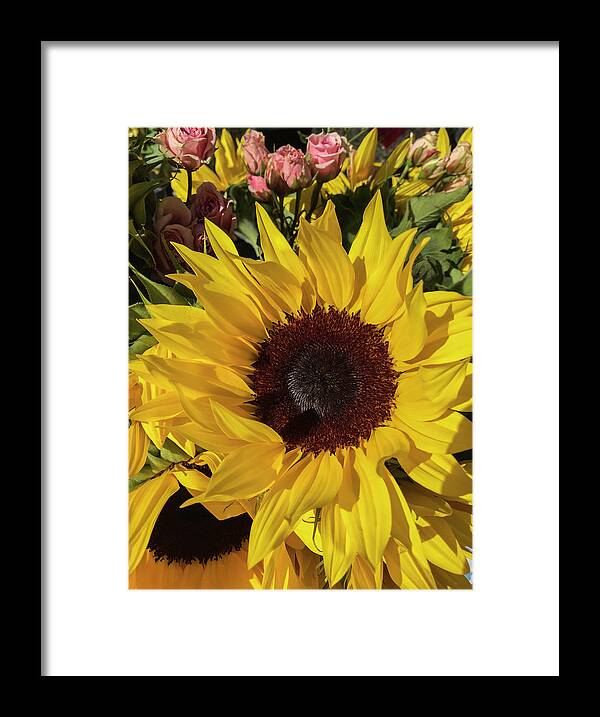 Sunflower Framed Print featuring the photograph Full Sun by Arlene Carmel
