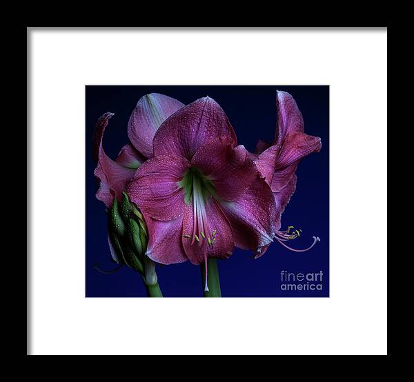 Royal Framed Print featuring the photograph FullBloom by Doug Norkum