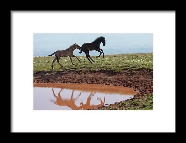 Wild Horse Framed Print featuring the photograph Fun in the Rockies- Wild Horse Foals by Mark Miller