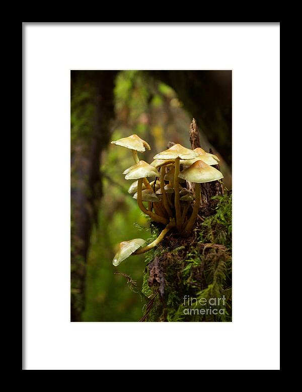 Photography Framed Print featuring the photograph Fungal Blooms by Sean Griffin