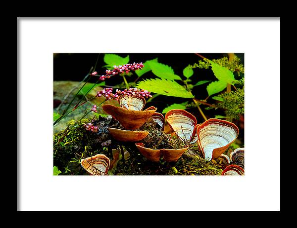 Flowers And Fungus Framed Print featuring the photograph Fungus Along The Stream by Mike Eingle