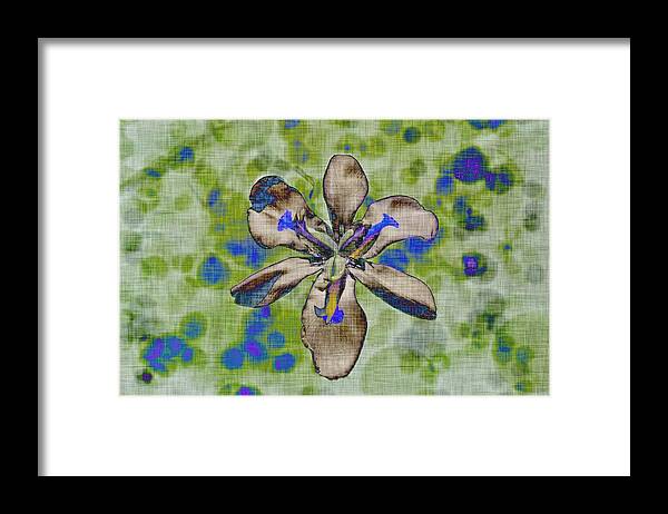 Iris Framed Print featuring the photograph Funky Iris by Alison Frank