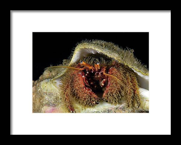 Invertebrate Framed Print featuring the photograph Furry Hermit Crab by Phil Garner by California Coastal Commission
