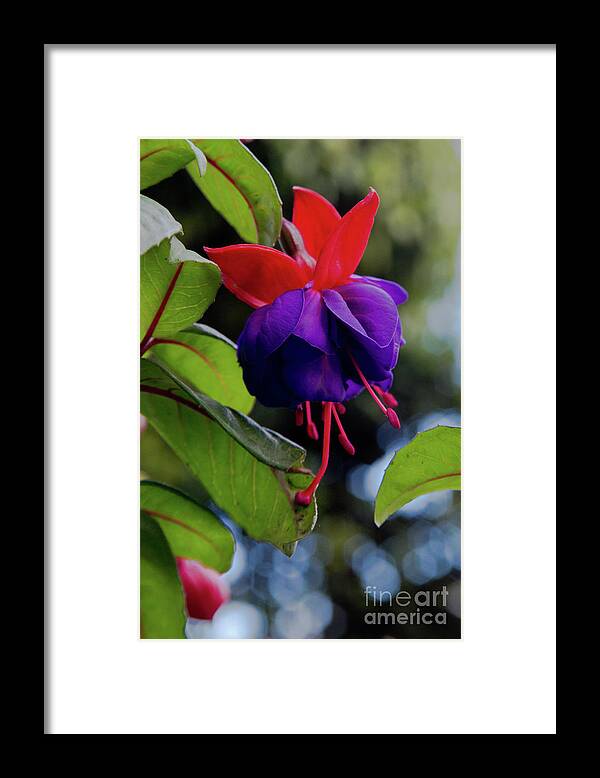 Flowers Framed Print featuring the photograph Fuschia by Kathy McClure