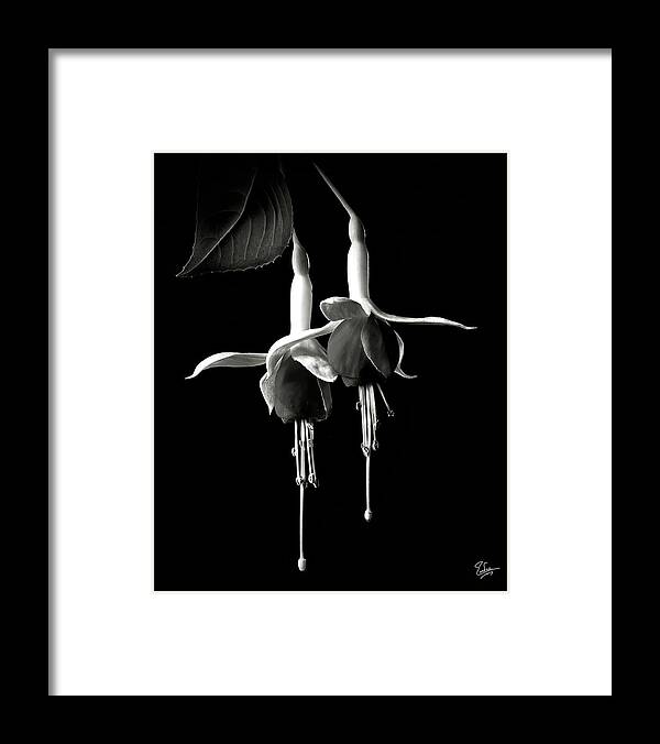 Flower Framed Print featuring the photograph Fuchsias in Black and White by Endre Balogh