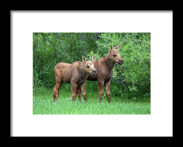 Moose Framed Print featuring the photograph Future King by Kevin Dietrich