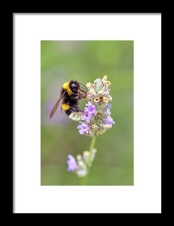 Insects Framed Print featuring the photograph Fuzzy Bee by Nadia Sanowar
