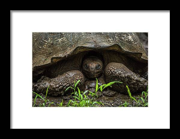 https://render.fineartamerica.com/images/rendered/default/framed-print/images/artworkimages/medium/1/galapagos-giant-tortoise-with-head-in-shell-ndp.jpg?imgWI=10&imgHI=6.5&sku=CRQ13&mat1=PM918&mat2=&t=2&b=2&l=2&r=2&off=0.5&frameW=0.875
