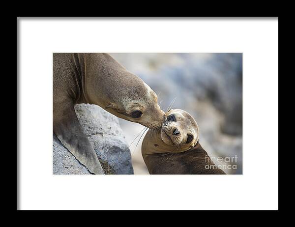 00548047 Framed Print featuring the photograph Galapagos Sea Lion Kiss by Tui De Roy