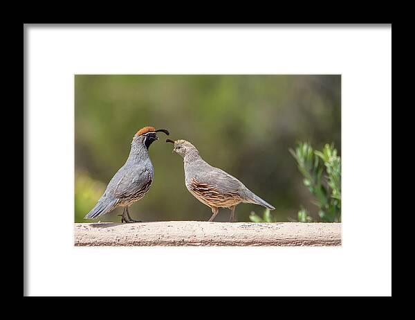 Tucson Framed Print featuring the photograph Gambel's Quail Couple by Dan McManus