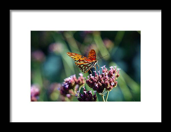 Butterfly Framed Print featuring the photograph Garden Butterfly by Val Jolley