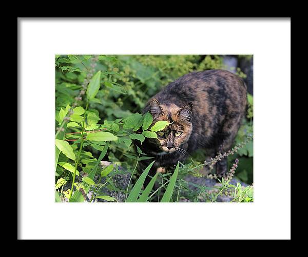 Cat Framed Print featuring the photograph Garden Cat on the Hunt by Kae Cheatham