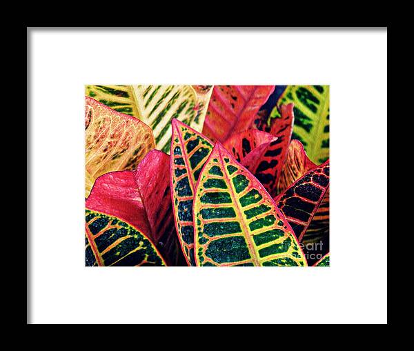 Garden Croton Framed Print featuring the photograph Garden Croton 1 by Sarah Loft