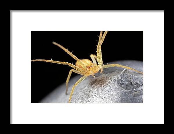 Macro Spider Garden Guard Fence Post Extreme Closeup Close Up Close-up Ma Mass Massachusetts Insect Brian Hale Brianhalephoto Eyes U.s.a. Usa Newengland New England Framed Print featuring the photograph Garden Guard by Brian Hale