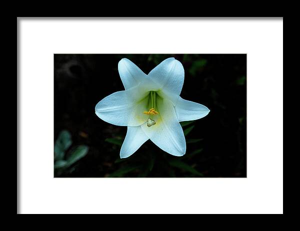 Clematis Vine Framed Print featuring the photograph Garden Lily by Tom Singleton