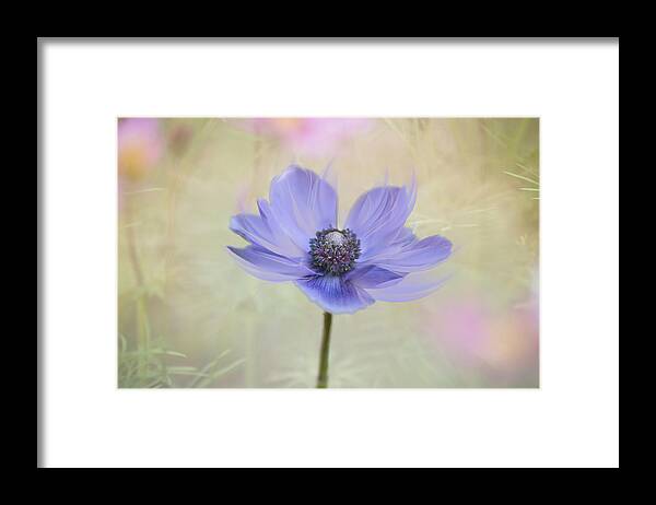 Flower Framed Print featuring the photograph Garden of my dreams. by Usha Peddamatham