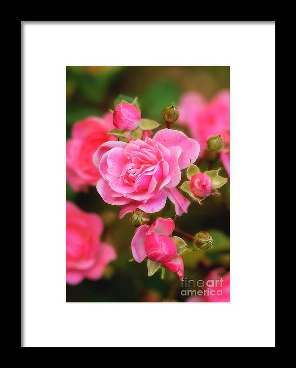 Rose Framed Print featuring the photograph Garden Rose by Alana Ranney