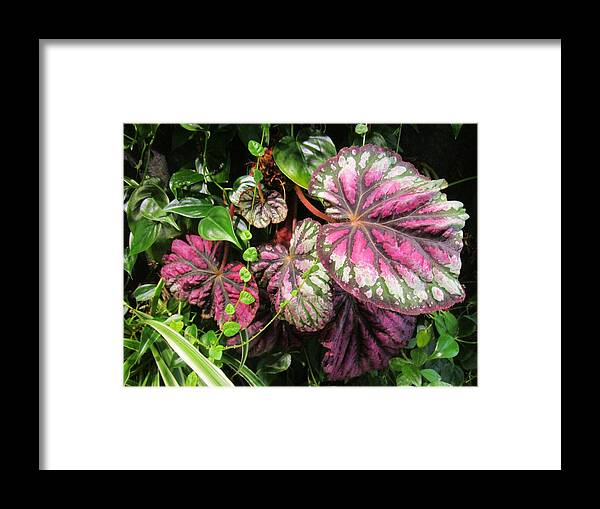 Flowers Framed Print featuring the photograph Garden Up the walls 8 by Rosita Larsson