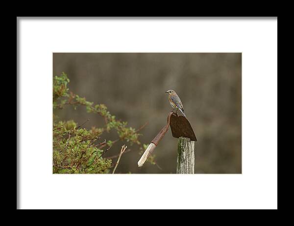 Bluebird Framed Print featuring the photograph Garden Visitor by Reva Dow